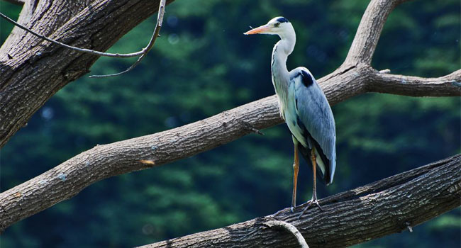 Sultanpur Bird Sanctuary in Haryana