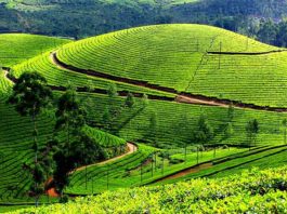 Munnar-hill-station-in-india, Best travel destinations in India