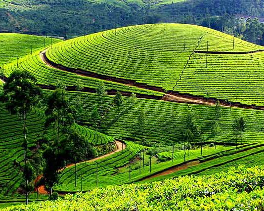 Munnar-hill-station-in-india, Best travel destinations in India