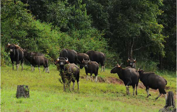 periyar_wildlife_sanctuary